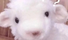 小羊事件爆料最新消息是真的吗,真相揭晓，官方回应证实？